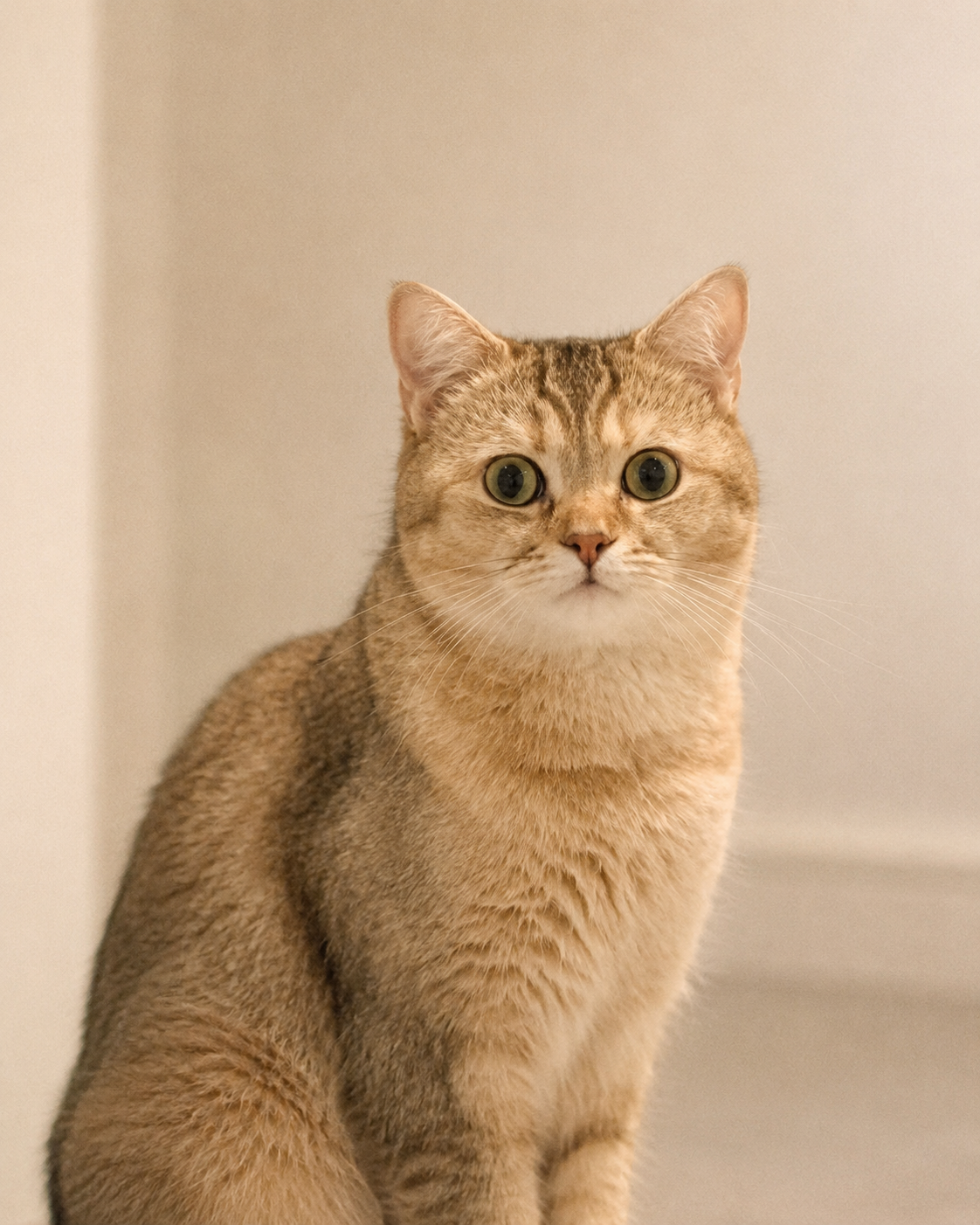 Jasmine the cat